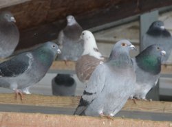 Pigeons Voyageurs