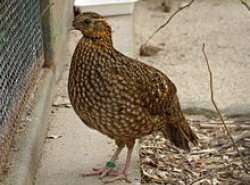 Faisan Tragopan de Temminck